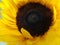 Sunflower Face health healthy oil summer