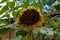 Sunflower Facing Downwards