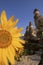 Sunflower and fairy chimney rock formations in Cappadocia