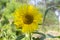 a sunflower from the farm