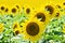 Sunflower farm