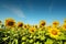 Sunflower farm with day light and blue sky