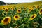 Sunflower farm field