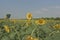 Sunflower farm fields & meadows  view