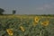 Sunflower farm fields & meadows  view