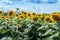 Sunflower farm in Michigan USA