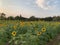 Sunflower Farm at Plant Science