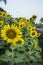 Sunflower farm scenic field outdoor tree farmland concept