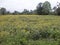 sunflower farm in wide area golaghat assam