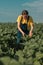 Sunflower farmer checking up on crop development in field