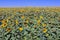 Sunflower farming