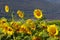 Sunflower farming field