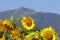 Sunflower farming field