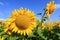 Sunflower farming field