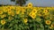 Sunflower farming or natural sunflower