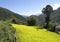 Sunflower farming scene from Central Bhutan