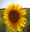 Sunflower farming in the Summer