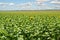 Sunflower Farmland