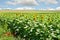 Sunflower Farmland