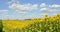 Sunflower farmland