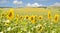 Sunflower farmland