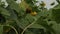 Sunflower field