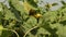 Sunflower field