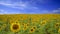 Sunflower field