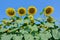 Sunflower field