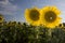 Sunflower field