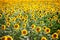 sunflower field pictures