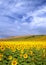 Sunflower field