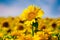 Sunflower in Field