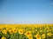 Sunflower field