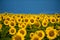 Sunflower field