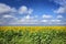 Sunflower Field