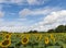 Sunflower Field