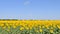 Sunflower field