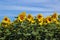 Sunflower Field