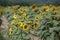 Sunflower Field