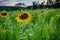 Sunflower Field