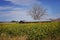 Sunflower Field