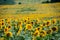 Sunflower field