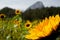 Sunflower in the field