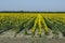 Sunflower field