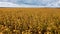 Sunflower field from above. Flight over the field with sunflowers. Above over agriculture. Aerial shot