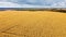 Sunflower field from above. Flight over the field with sunflowers. Above over agriculture. Aerial shot