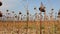 Sunflower field affected by drought