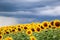 Sunflower field against a stormy sky background