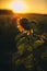 A sunflower in a field against a sunset. Closeup view